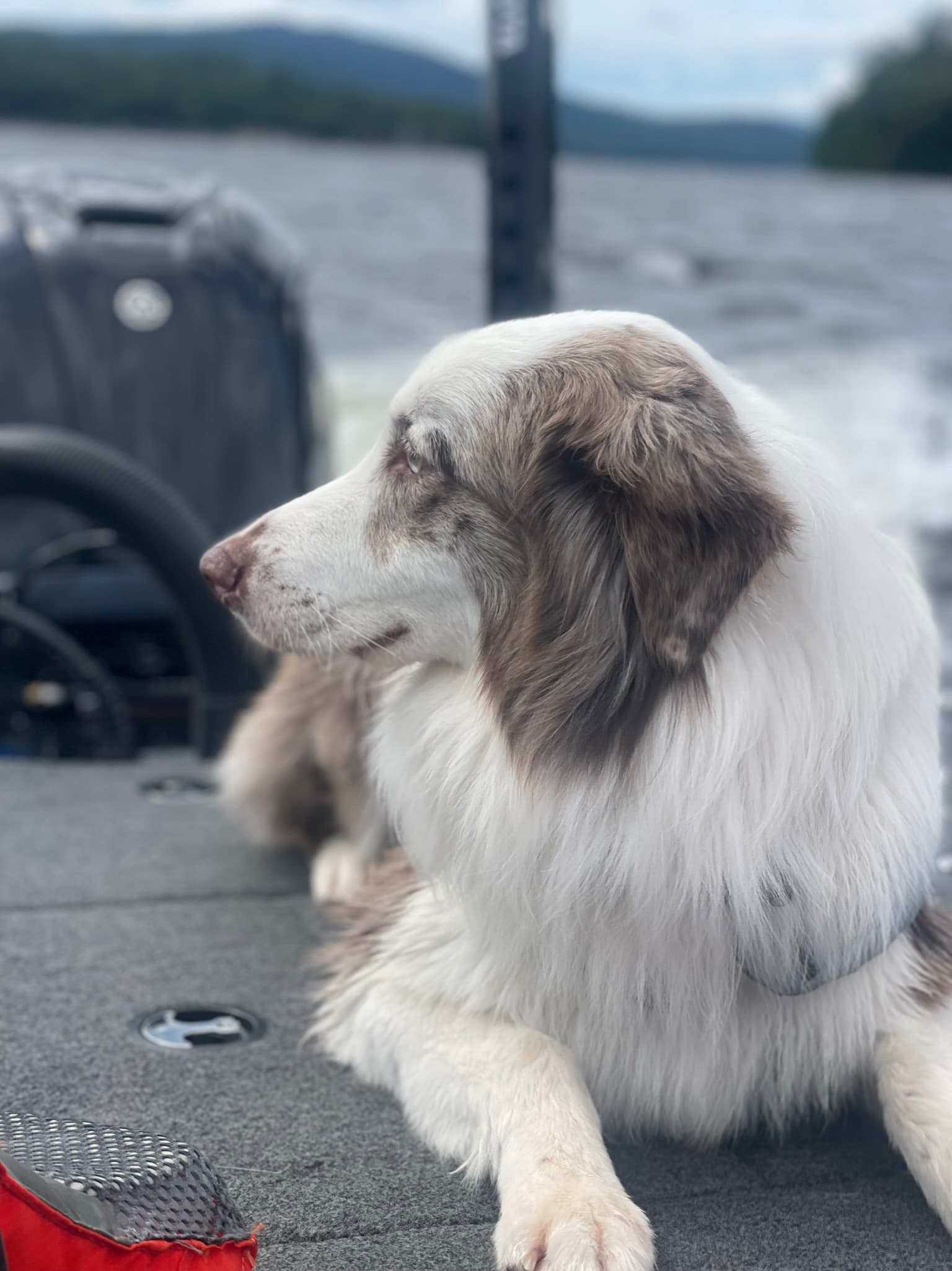 close-up of australian shepherd sitting on boat