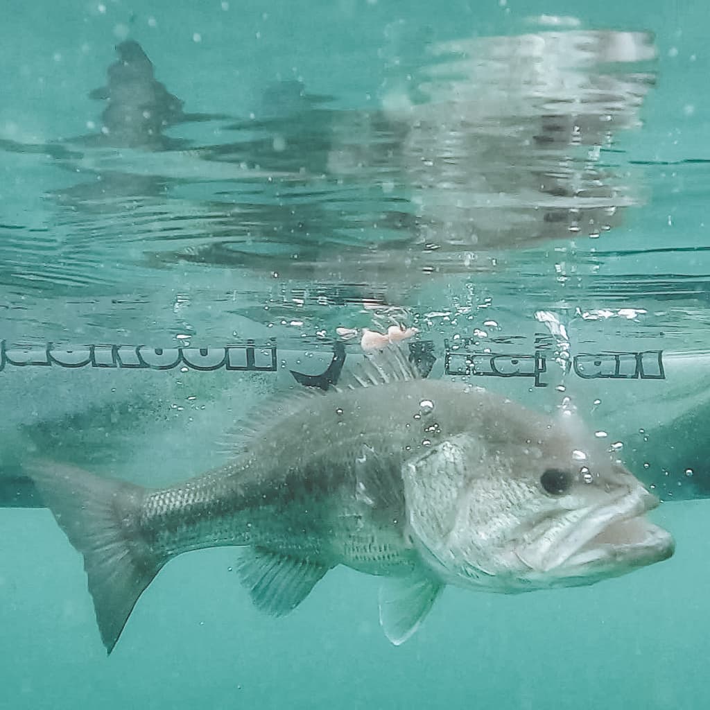 Fish in the water with its mouth open